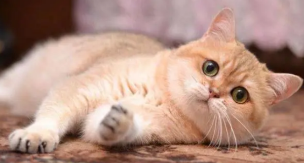 Revealed丨Many shovelers don’t know the three secrets of cats!