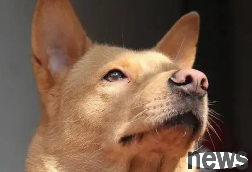 What kind of dog is better for newbies