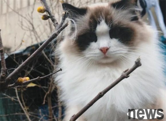 What you need to prepare for raising a cat? These must-see for beginners!