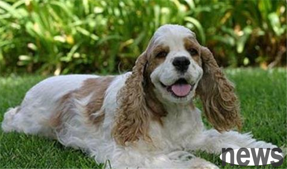 Come and learn what is an American dog?