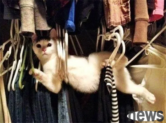 When a cat performs this way, it proves that it has a high 