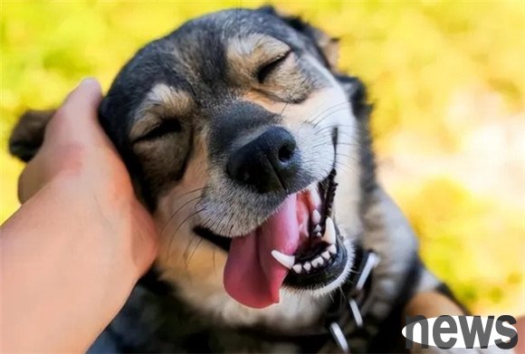 Dogs use their heads to 
