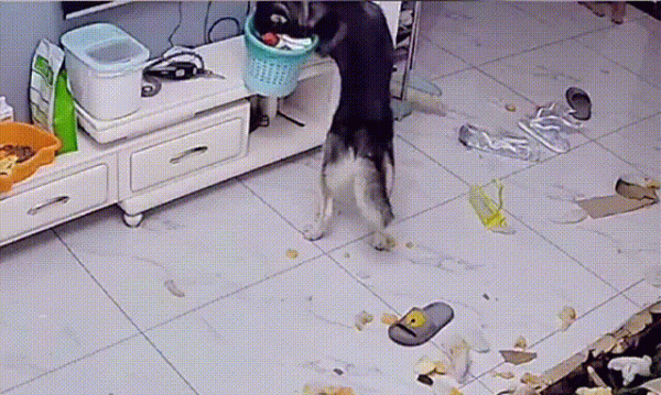 Once a dog suffers from it, the pain level = the person s severe depression!
