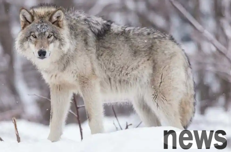 As a national second-class protected animal, how much do you know about wolves?