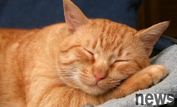 Cat lifespan and care for older cats