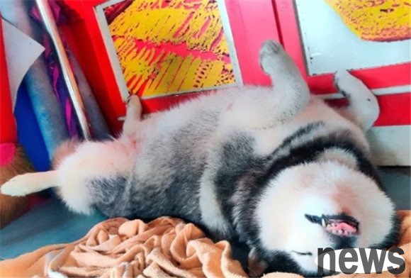 Why do dogs like to lie like this? You will be surprised after reading the reasons for the announcement!