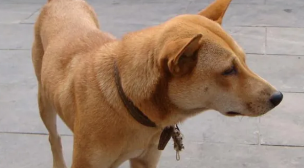 Do you know what jobs do before a pet is a pet?