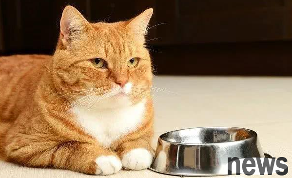 How to treat cats’ picky food? Ranking lists freeze-dried staple foods with good palatability