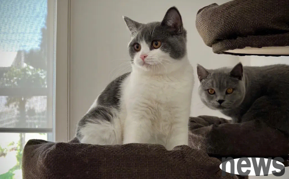 Let the cat move! Try these funny ways to tease cats!