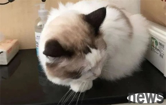 What cats like to eat the most besides cat food