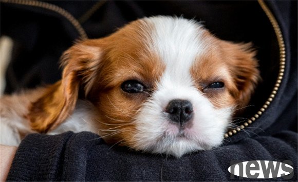 Explore dogs’ “sniffing” behavior: How to promote physical and mental health
