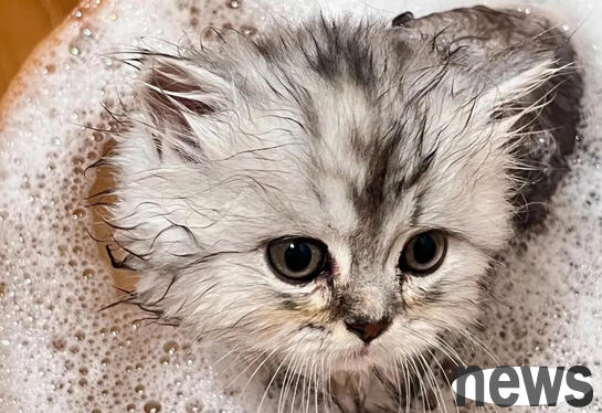 Why can t cats take baths frequently