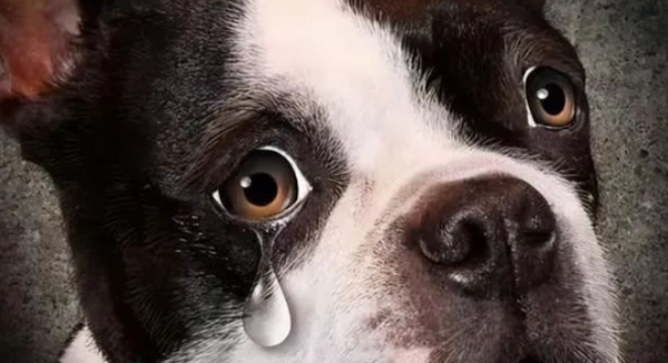 Veterinarian reminder: Why do dogs shed tears? The most common reasons!