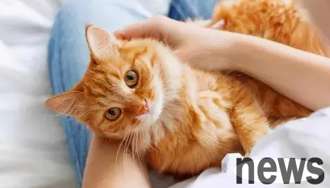 Successfully get rid of the problem of cats being picky about food and keep your cat away from the secret of picky food!