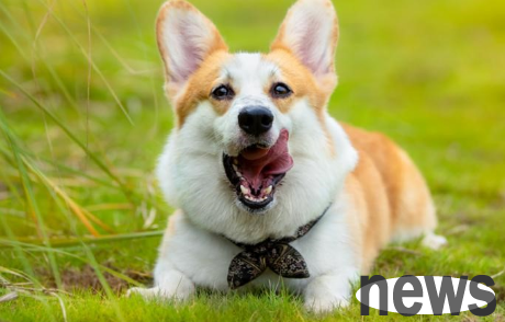 Correcting dog behavior habits