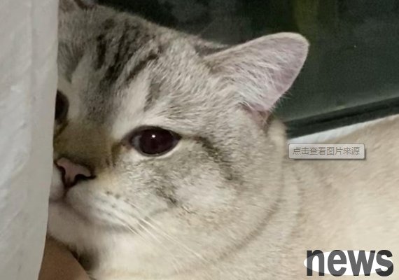 After raising a cat for so long, will you see the cat s face?