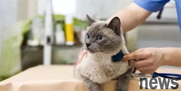 Do you know the 8 most practical benefits of raising a cat?