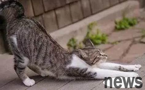 Do female friends know about cat health care methods?