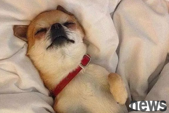 Why do dogs like to sleep next to their pet owners and can’t even drive them away? Reward the dog after watching it