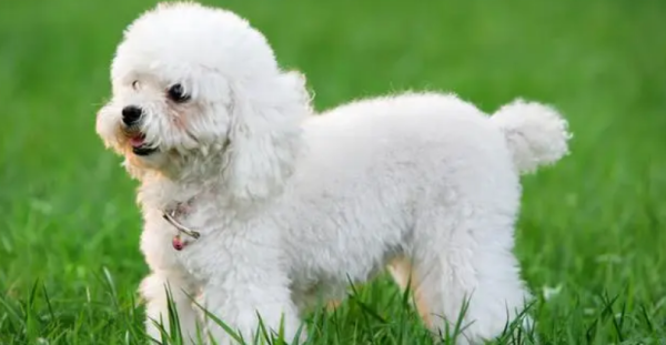 The most suitable dog for domestic brings the dog that suits you home