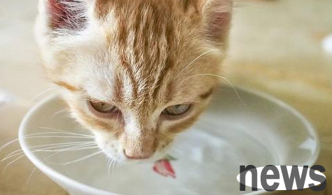 What should I do if my cat urinates frequently but doesn’t urinate too much? Come and have a look