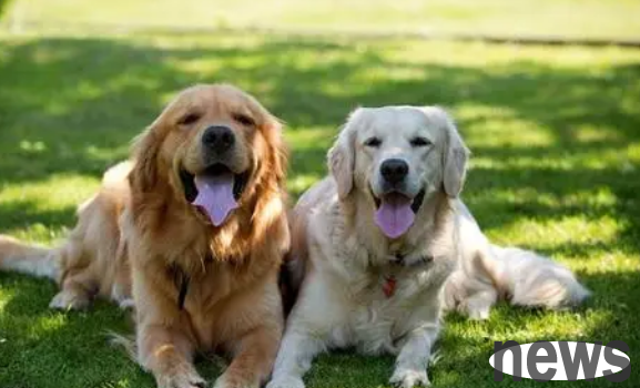10 things you will never experience without raising a dog. Netizen: It’s great to have a dog
