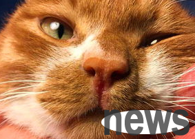 What should I do if my cat’s nose is not ventilated and I don’t eat?