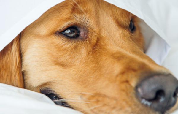 Dogs are too clingy? Learn this trick and make it easy for you to deal with it!