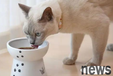 What should I do if a pregnant female cat sneezes? The pregnant female cat keeps sneezing?