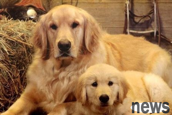 How to organize dog hair? Things to note when grooming dog hair?