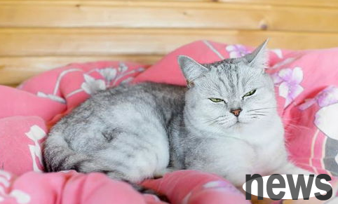 What to do if a cat has a runny nose? The cat has a runny nose?