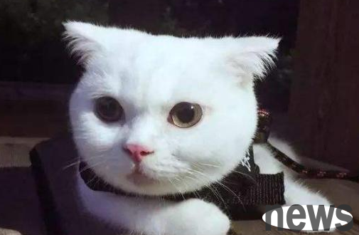 What should I do if a cat is picky about food and is too thin? Come here~