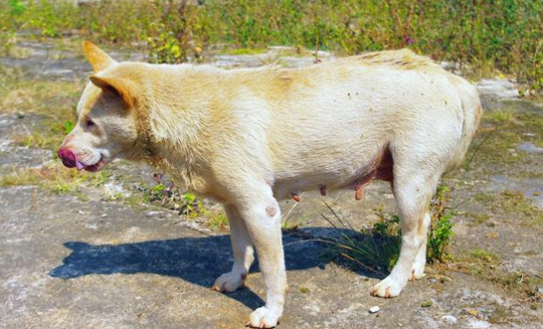 Do dogs need to deworm during pregnancy? How to take care of a pregnant dog