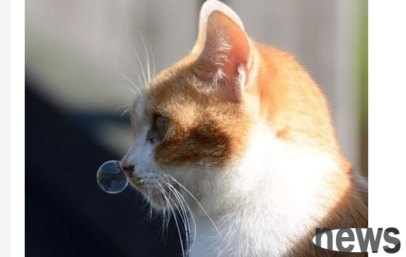 What to do if a cat runs yellow nose? What medicine should I use if a cat runs yellow nose?