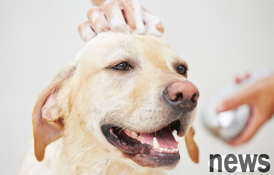 Why can’t pets use human shampoos, but need to use their dedicated shampoos?