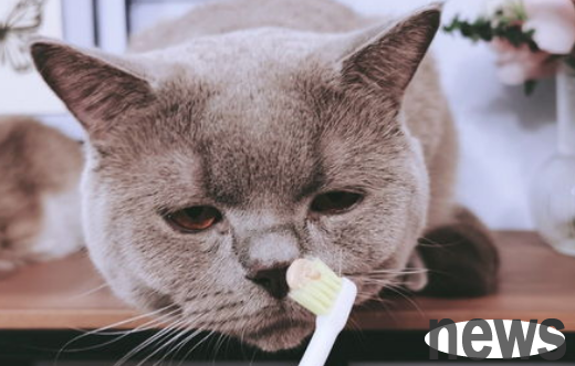 How to do oral care for pet cats at home?
