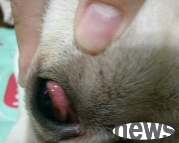 What to do if the dog has red bloodshot eyes?