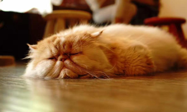 What are the precautions for male cats after sterilization?