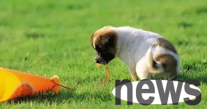What should I do if I don’t poop if I walk my dog? The pet owner sees it