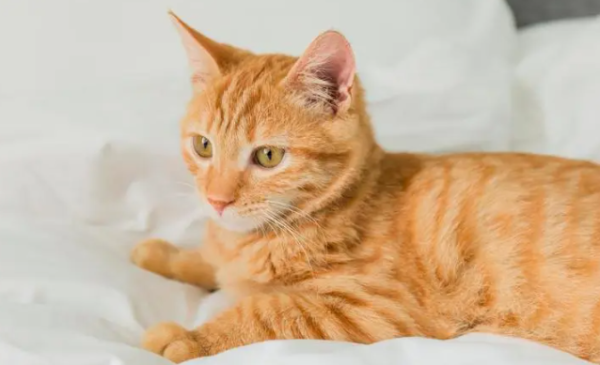 Two-month-old kittens always shed tears? You can tell by looking here!