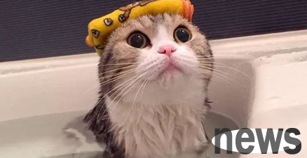 How to relieve cats’ tension? Preparations and precautions required!