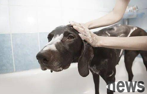 What are the benefits of regular nail cutting of dogs?