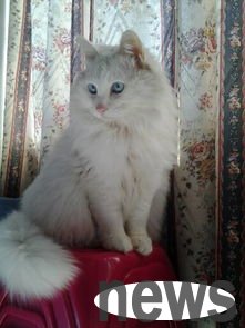 What should I do if my cat loves to bite me