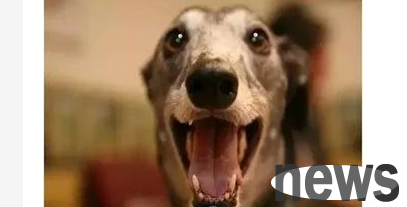Why do dogs hiccup? Common causes of dog hiccups