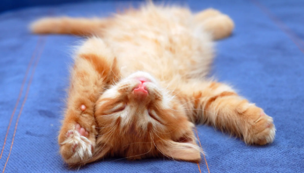 What principles should be adhered to when training cats? A must-see for beginners keeping cats!