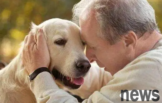 Is a dog s nose bleeding a fever? It s actually a sign of serious illness