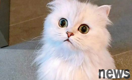 What is the reason for turbid eyes in cats? Cat eye disease!