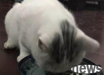 You need to pay attention to cats’ inflammatory bowel diseases!