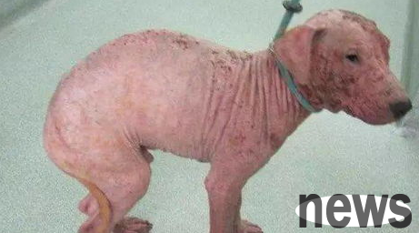 What are the causes and symptoms of demodex disease in dogs?