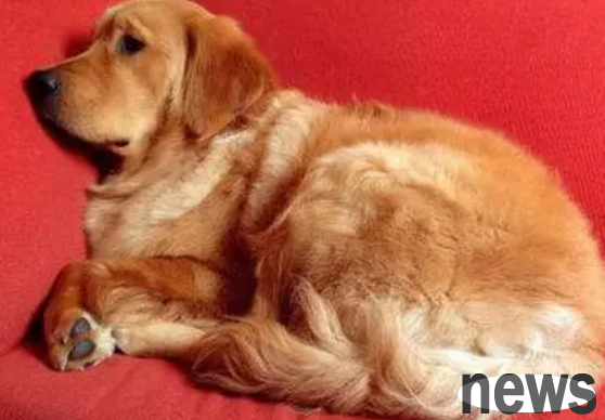 Beware of epilepsy in purebred dogs!